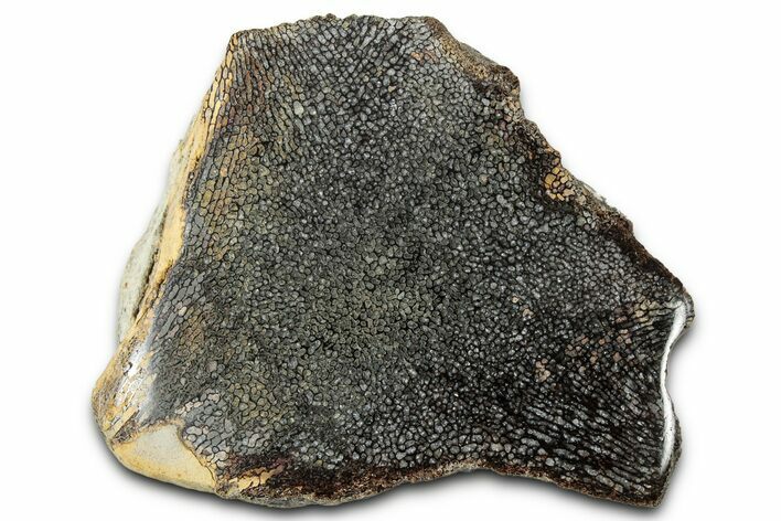 Cut and Polished Fossil Mosasaur Vertebra - Texas #350901